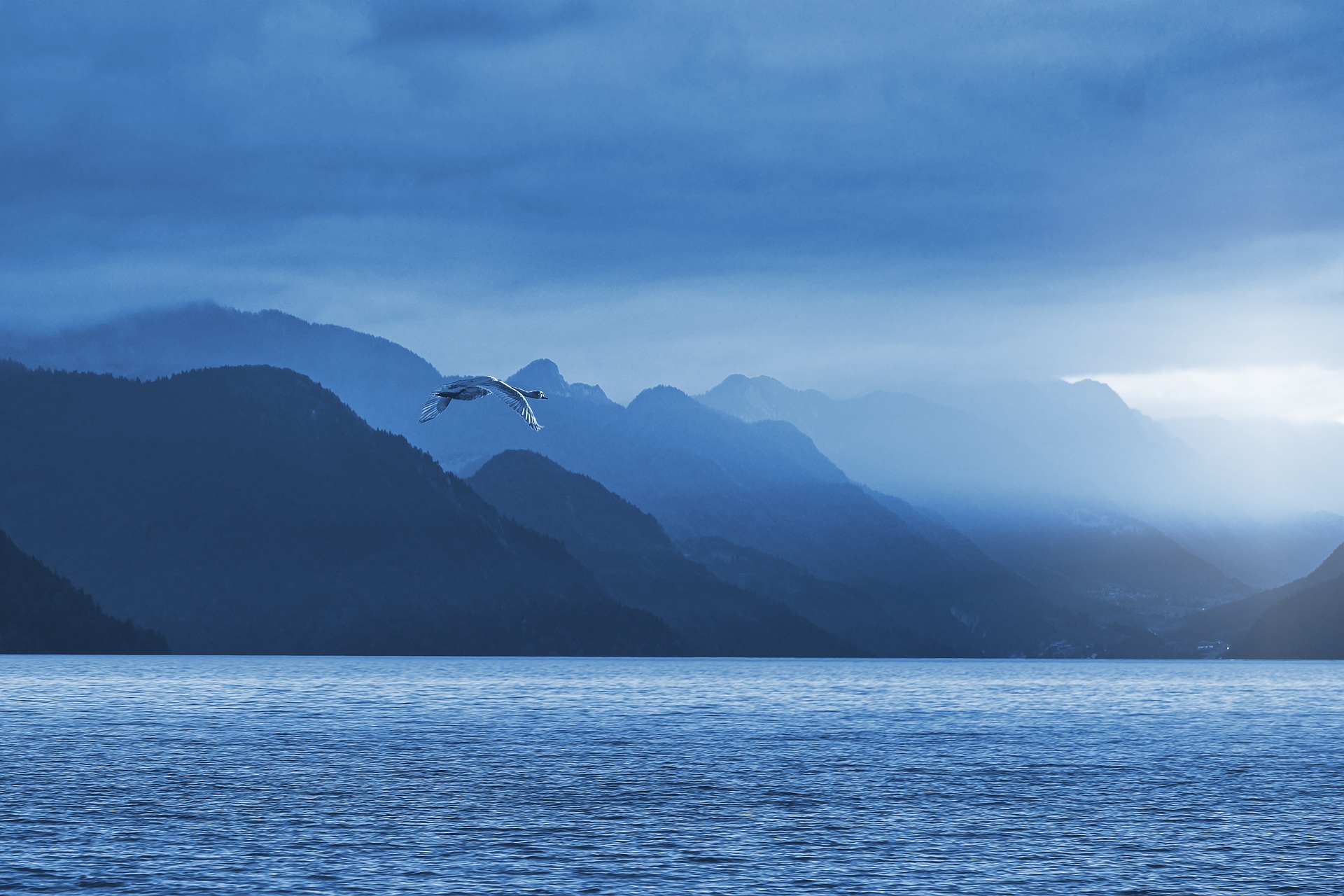 Bird flying over a lake